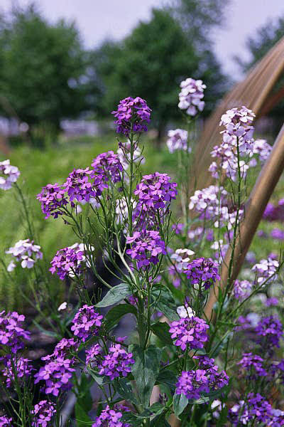 Hesperis matronalis 'Violet'