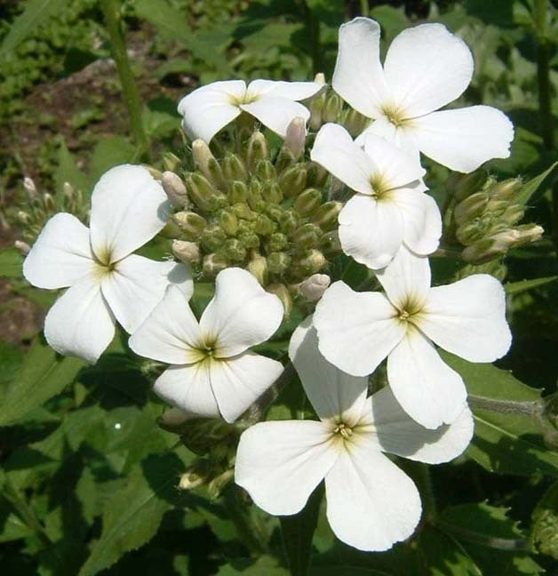 Hesperis matronalis 'White'