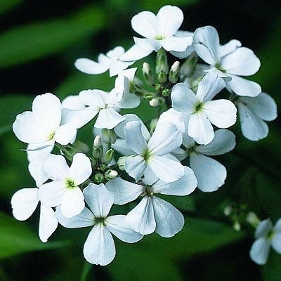 Hesperis matronalis 'White'