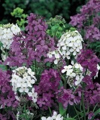 Hesperis matronalis 'Mixed'