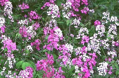 Hesperis matronalis 'Mixed'