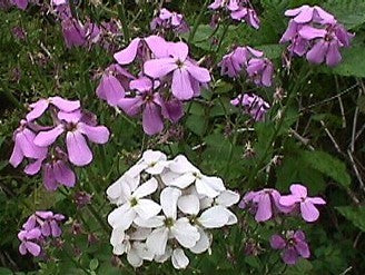 Hesperis matronalis 'Mixed'