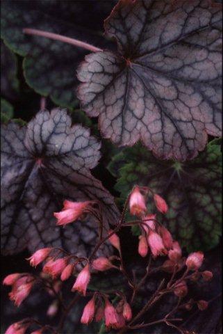 Heuchera hybrids 'Metallica'
