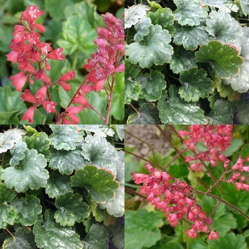 Heuchera sanguinea 'Bressingham Hybrids'