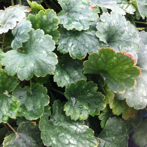 Heuchera sanguinea 'Bressingham Hybrids'