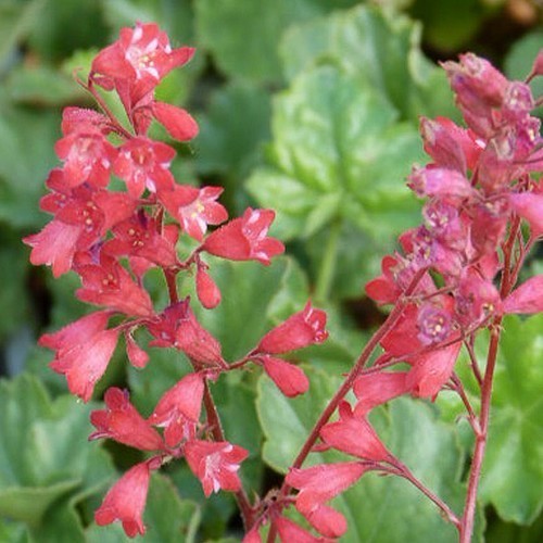 Heuchera sanguinea 'Bressingham Hybrids'