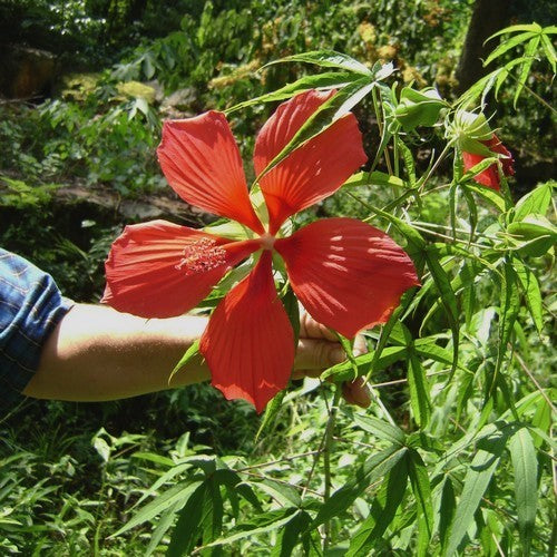 Hibiscus coccineus 'Red Wonder'