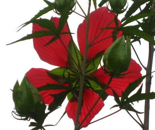 Hibiscus coccineus 'Red Wonder'