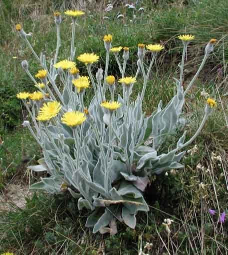 Hieracium villosum