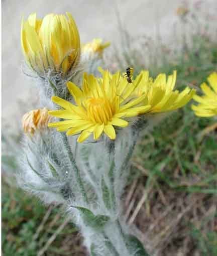 Hieracium villosum