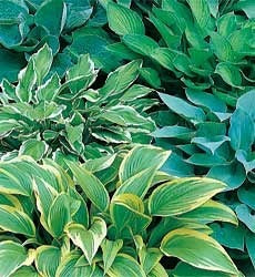Hosta ‘Mixed Species’