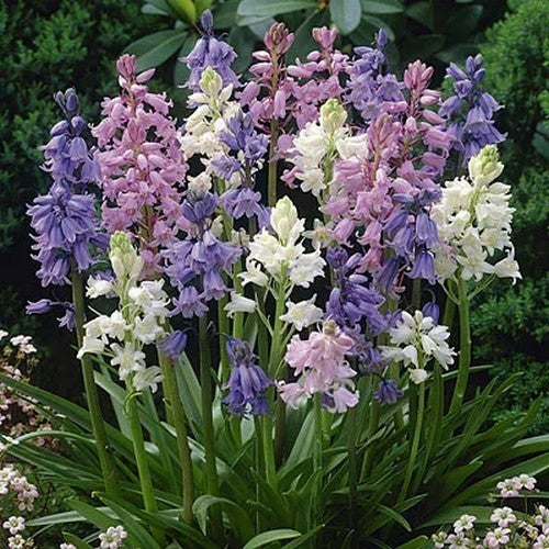 Hyacinthoides hispanica 'Mixed'