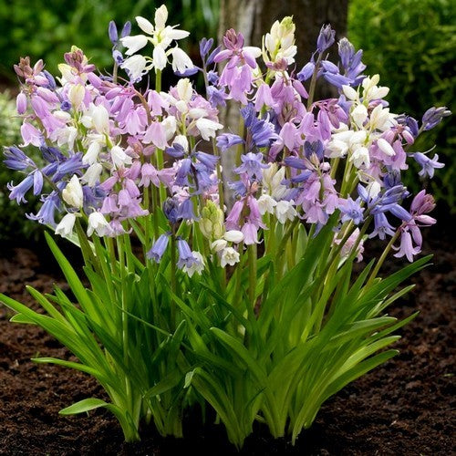 Hyacinthoides hispanica 'Mixed'
