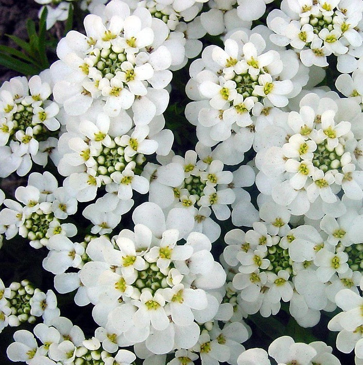Evergreen candytuft