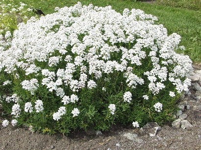 Evergreen candytuft