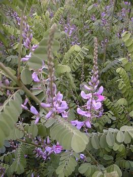 Indigofera heterantha