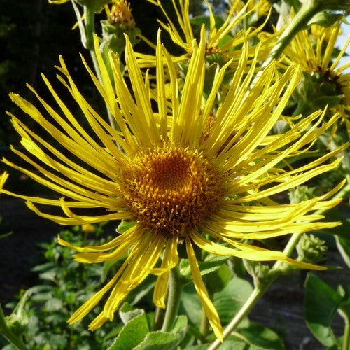 Inula orientalis