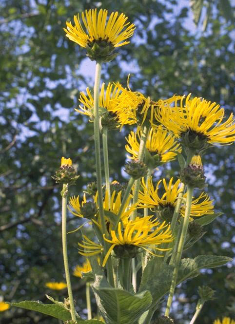 Inula helenium