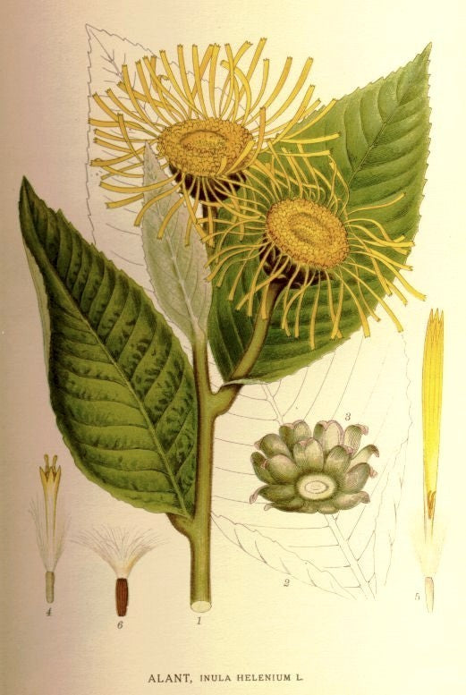 Inula helenium