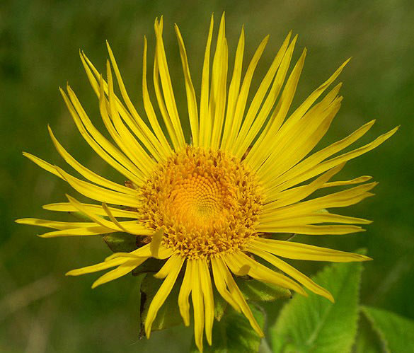 Inula helenium