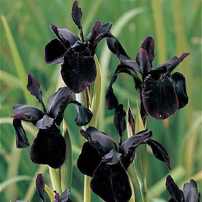 Iris chrysographes 'Black Gold'
