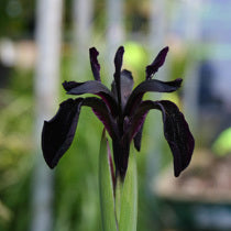Iris chrysographes 'Black Gold'