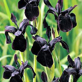 Iris chrysographes 'Black Gold'