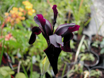 Iris chrysographes 'Black Gold'