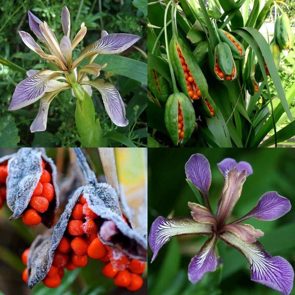 Stinking Iris