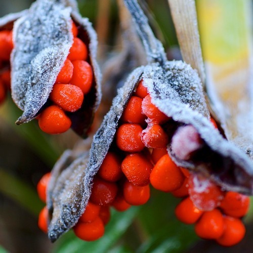 Stinking Iris