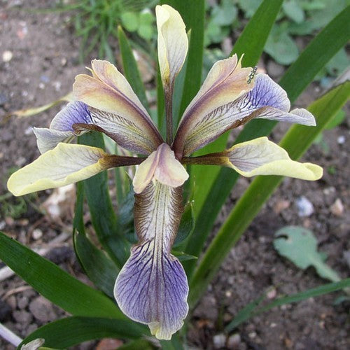 Stinking Iris