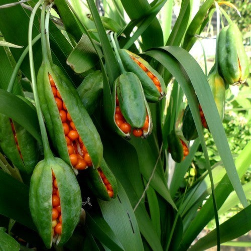 Stinking Iris