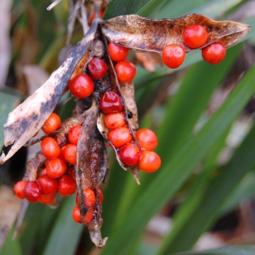 Stinking Iris