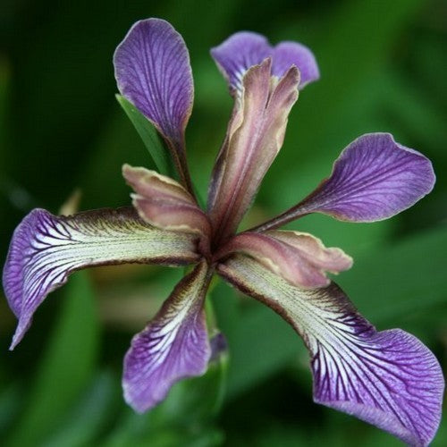 Stinking Iris