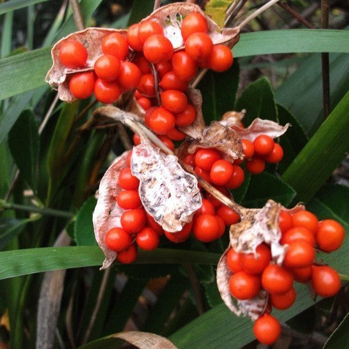 Stinking Iris