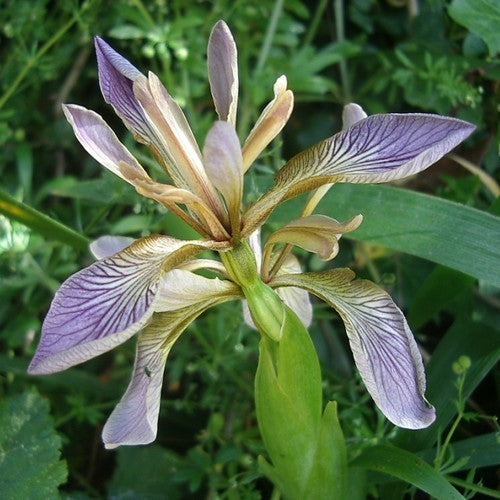 Stinking Iris