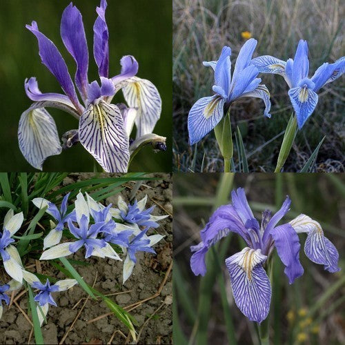 Iris missouriensis