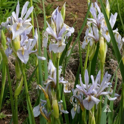 Iris missouriensis