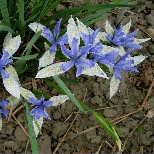 Iris missouriensis