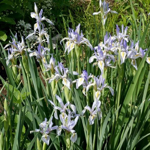Iris missouriensis