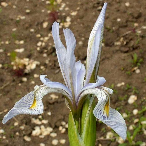 Iris missouriensis