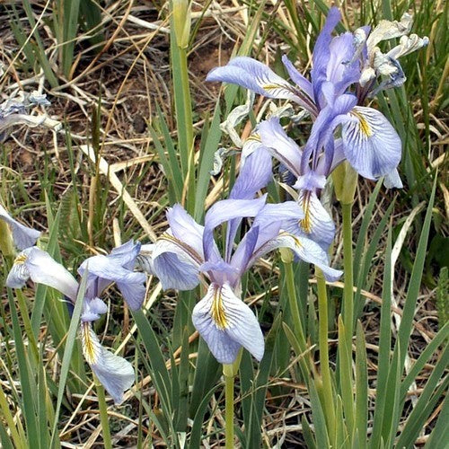 Iris missouriensis