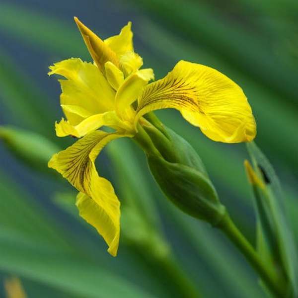 Iris pseudacorus