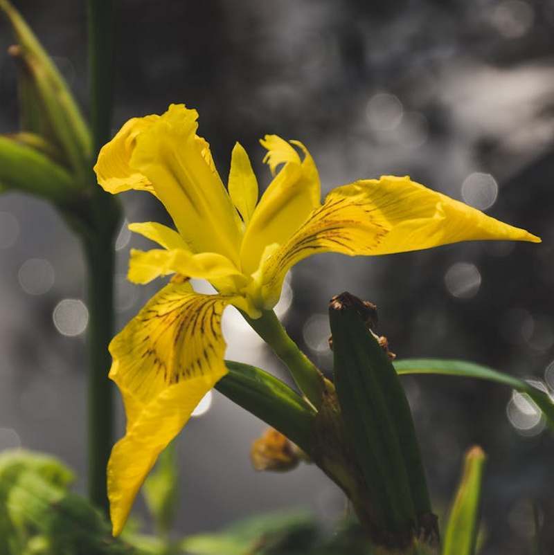 Iris pseudacorus
