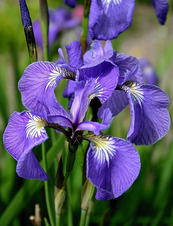 Iris Setosa