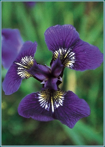 Iris Setosa