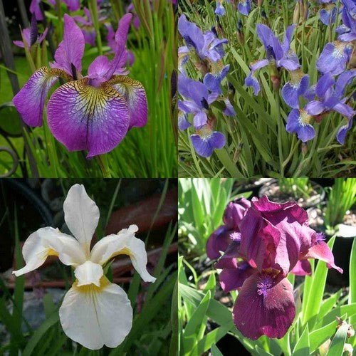 Iris sibirica 'Ton de Waard'