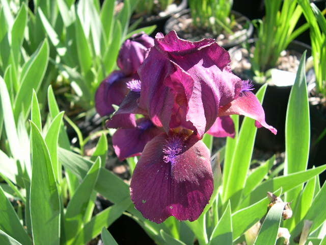 Iris sibirica 'Ton de Waard'
