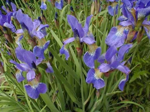 Iris sibirica 'Ton de Waard'