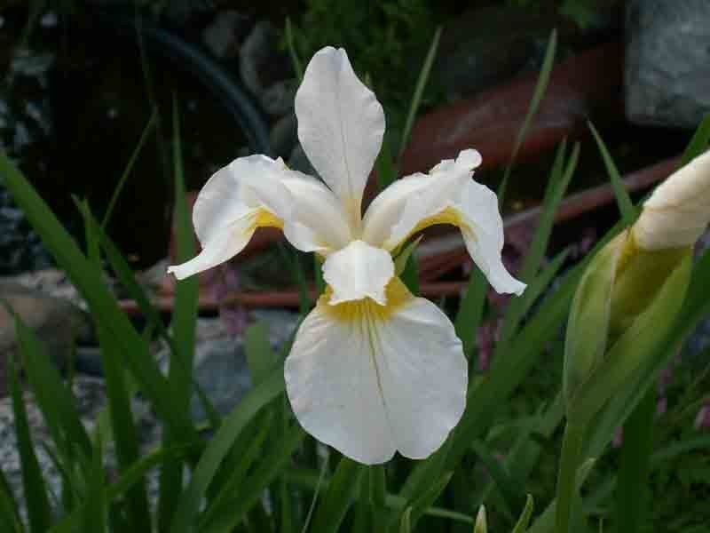 Iris sibirica 'Ton de Waard'